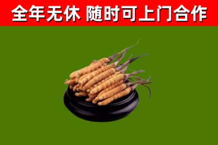 尖扎回收冬虫夏草