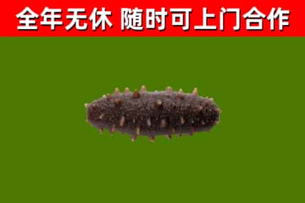 尖扎回收海参干